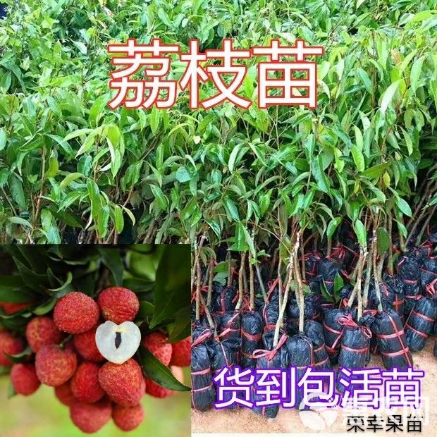 无核荔枝苗 荔枝树苗包邮 广西发货 嫁接妃子笑荔枝 桂味荔枝果树