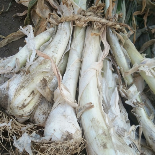 安国市鸡腿大葱 30~50cm 毛葱