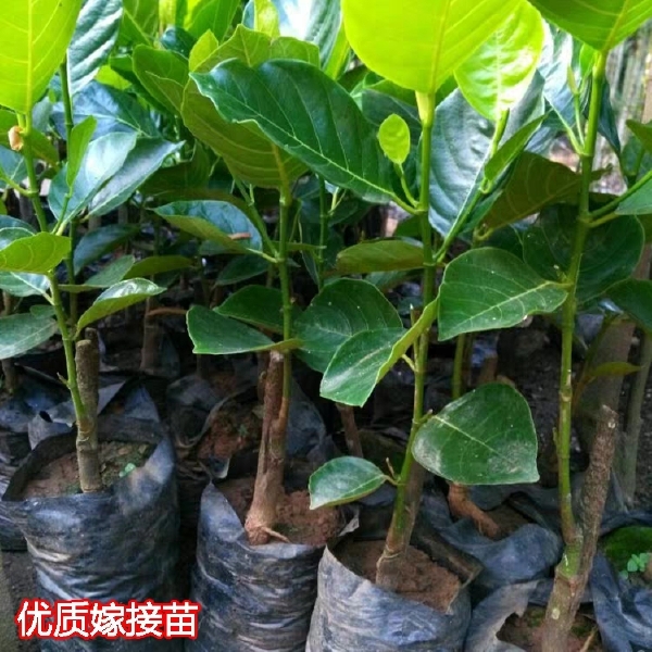  菠萝蜜苗树苗果苗嫁接苗木菠萝苗马来西亚1号黄肉红肉四季菠萝