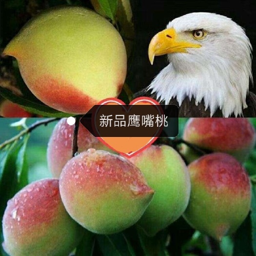 平邑县鹰嘴蜜桃苗 鹰嘴桃苗连平上坪广东河源水蜜桃苗冬桃果树嫁接苗桃苗新品种特大