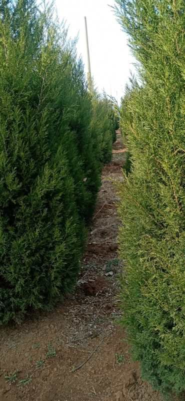 北京桧  今年蜀桧价格，2.5米蜀桧价格