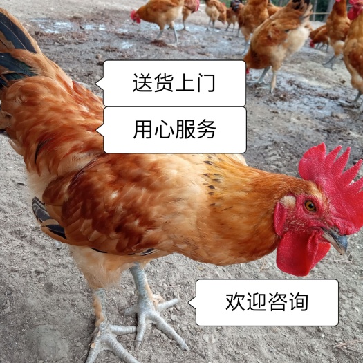 全椒县松树林山场散养土鸡喂杂粮（送货上门，欢迎需要土鸡联系我