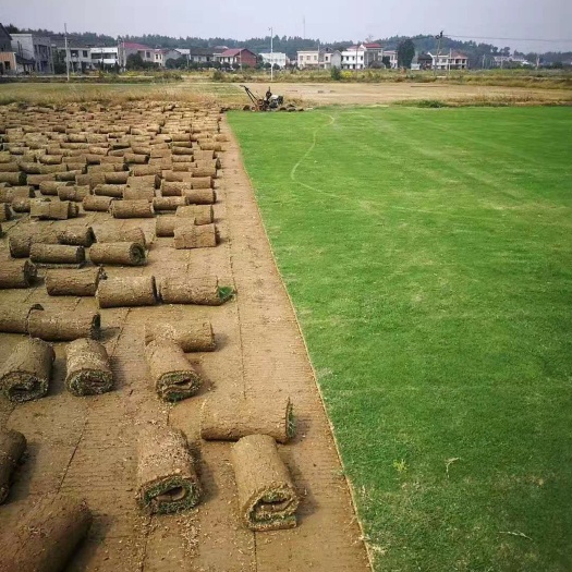咸宁四季青  精品草坪