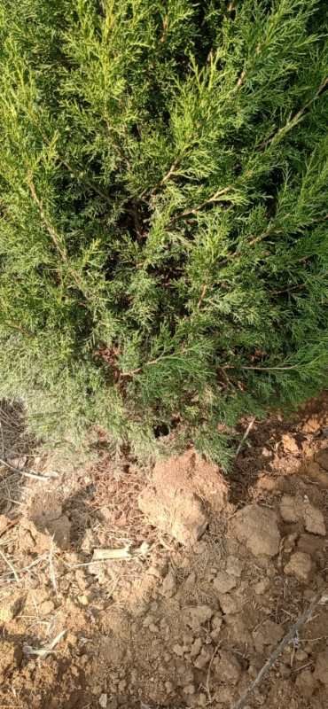 北京桧  今年蜀桧价格，2.5米蜀桧价格