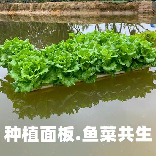 上饶生态浮床 生态水培蔬菜定植浮板厂家直销鱼菜共生无土栽培设备