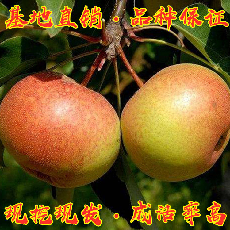 苹果梨种苗 1~1.5米