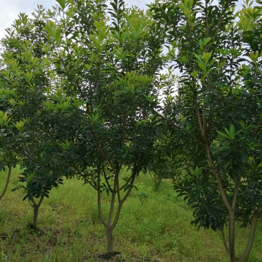 靖州县 3公分杨梅树