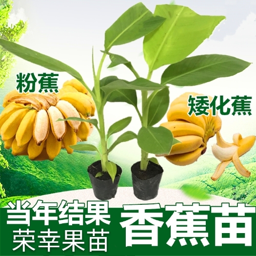 灵山县 香蕉树苗矮化蕉苗粉蕉苗皇帝蕉苗广西香蕉苗包邮