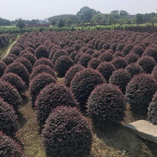 长沙双面红 红继木球50－80规格齐全球形优美适合各种园林绿化量大从优