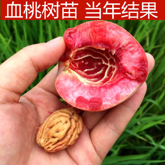 平邑县 血桃苗  基地直销 优质一级苗 包邮包成活