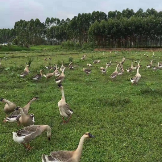 博罗县 正宗农家散放鹅