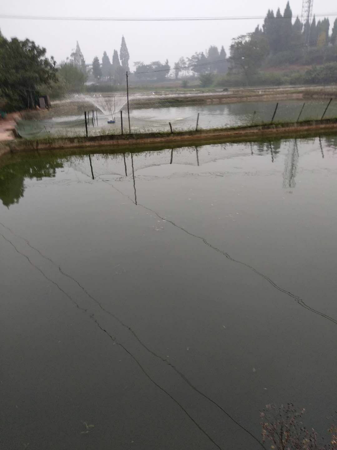 鲫鱼，草鱼，花鲢