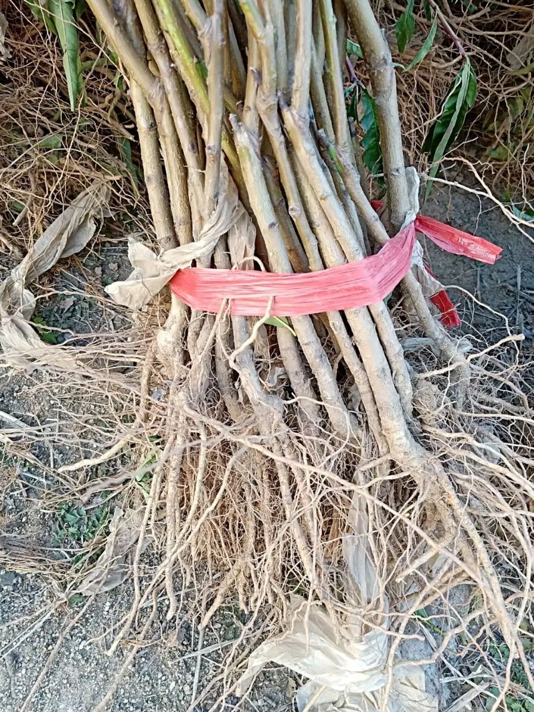  血桃苗，基地直供现挖发货，品种保证量大优惠