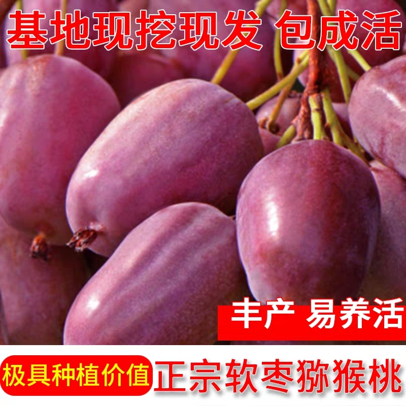 平邑县软枣猕猴桃苗  猕猴桃苗 软枣
