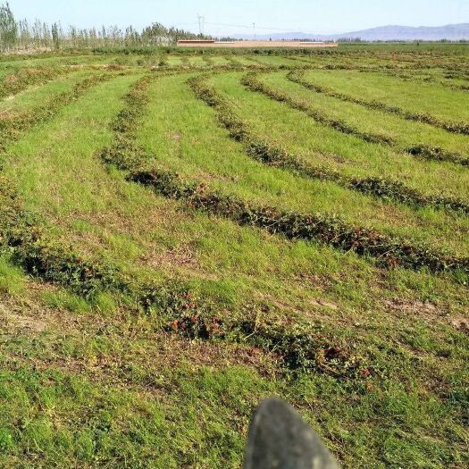 民乐县 甘草现货