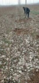 邹城市 各种蟠桃油蟠桃，红毛桃，黄桃树苗