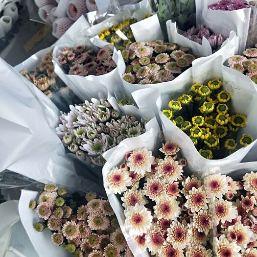 昆明菊花切花  云南鲜花批发昆明斗南基地鲜花批发小雏菊