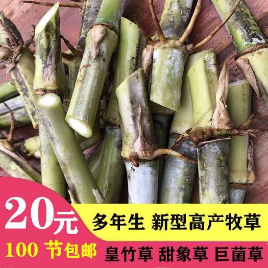 正安县甜象草种子 甜象草种节