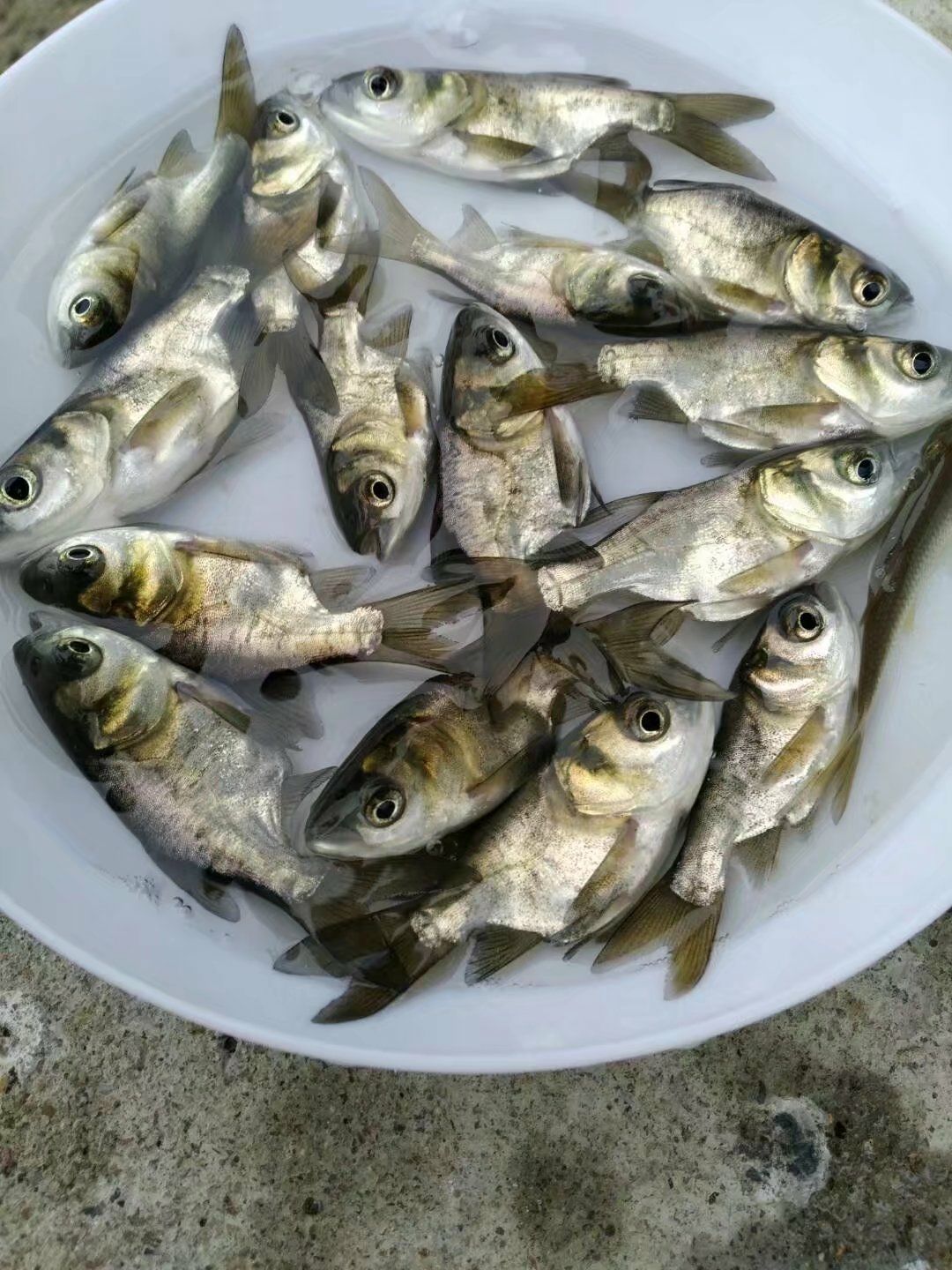  缩骨大骨/优质的鱼苗/水花各种规格