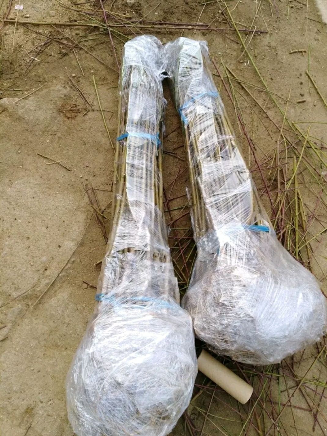  血桃苗，基地直供现挖发货，品种保证量大优惠