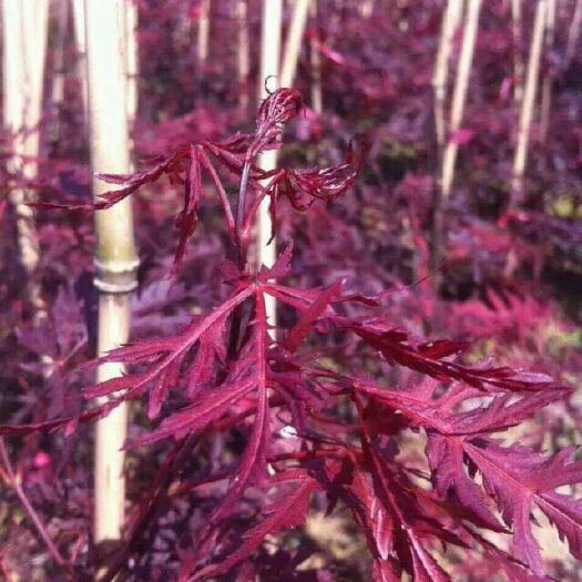 羽毛枫小苗羽毛枫工程苗