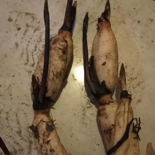泗洪县3735藕苗 精选高产莲藕苗 莲藕种根 荷花苗