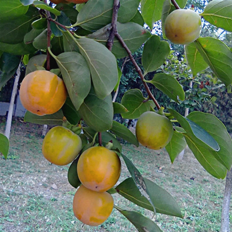 牛心柿苗 牛心柿子树苗基地培养适合南北方种植保湿发货基地直供