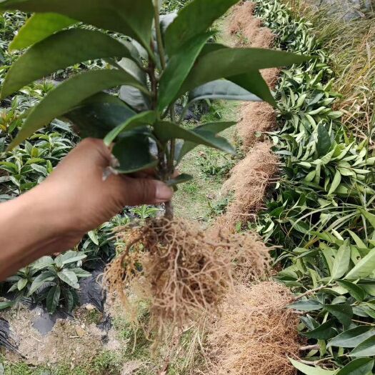 通道县粉红黑老虎苗