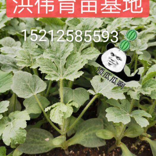 宿州 预售各类西瓜苗50万颗，欢迎老板前来订购