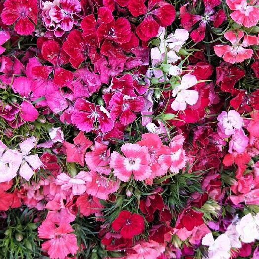昆明 云南鲜花批发昆明斗南基地鲜花批发石竹梅