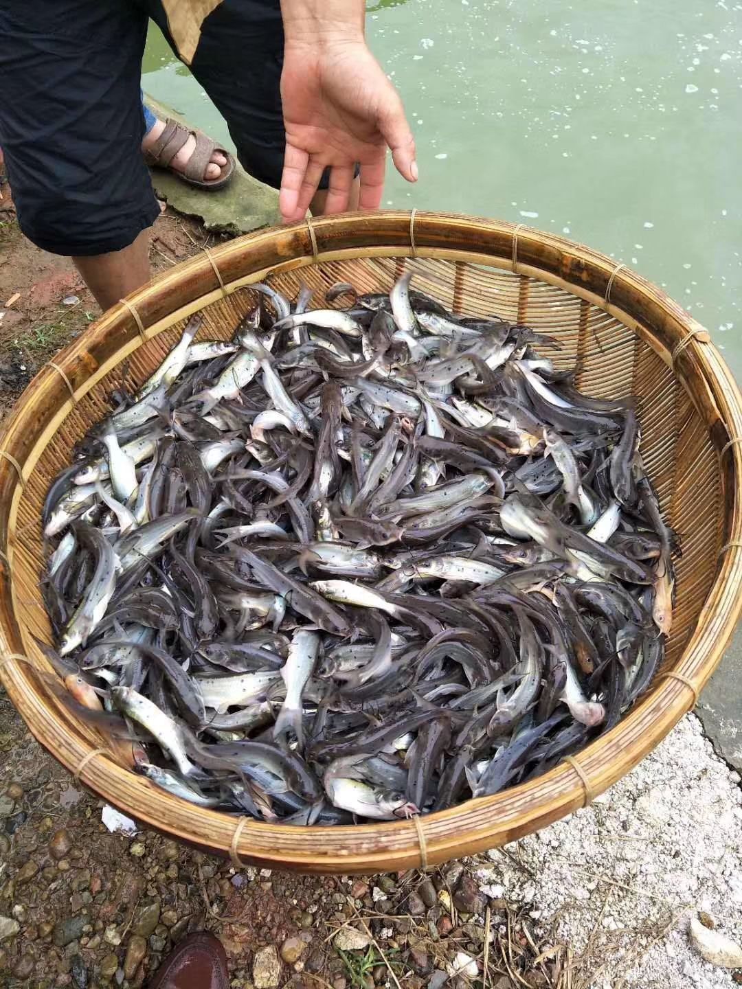 叉尾鮰鱼苗  叉尾鮰鱼