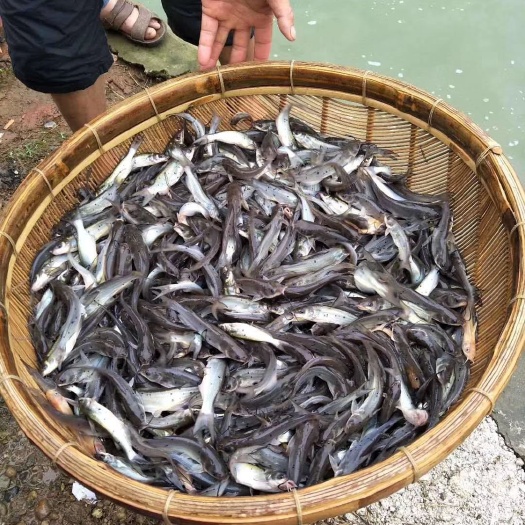 富顺县叉尾鮰鱼苗  叉尾鮰鱼