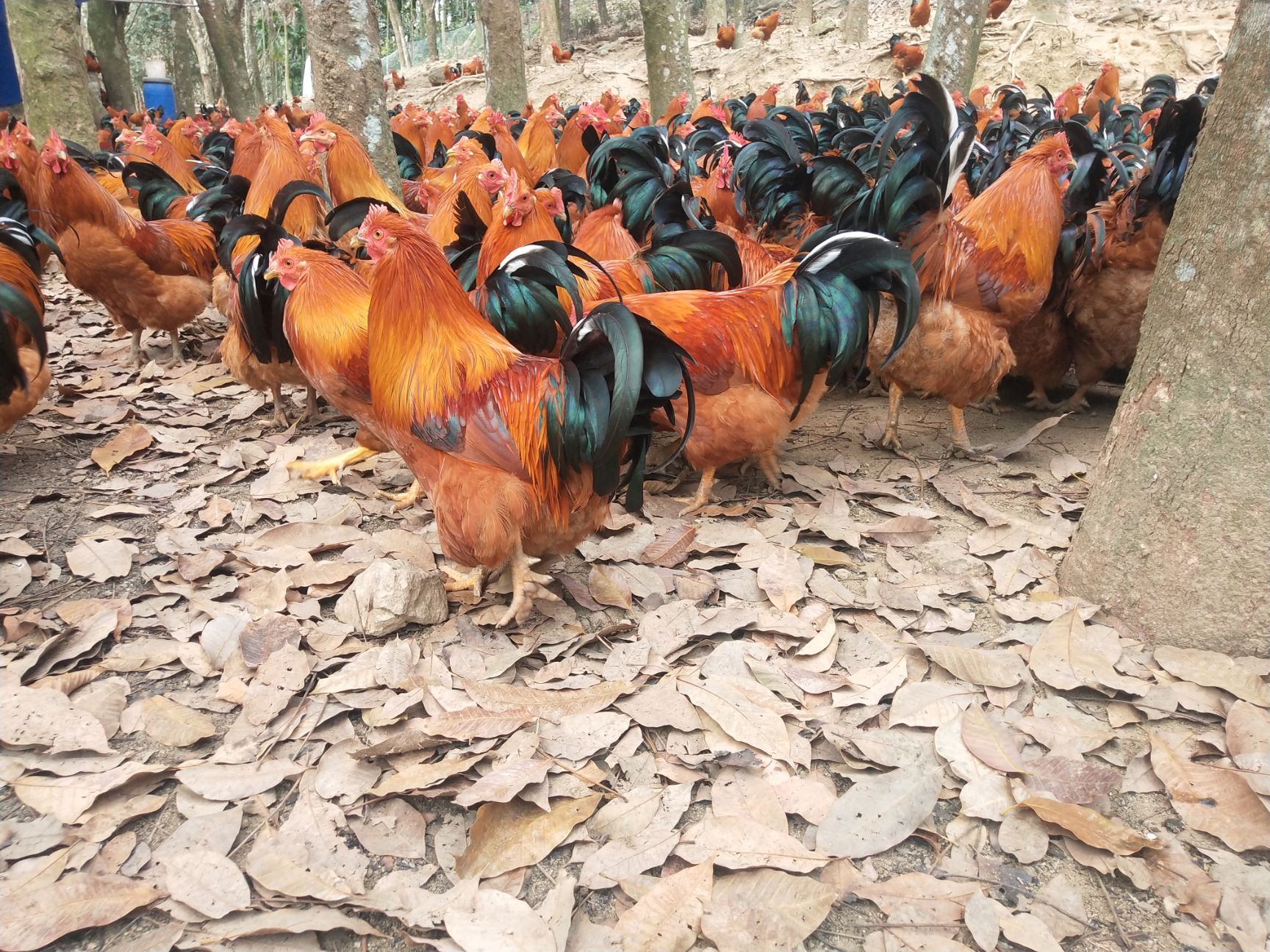 阉鸡   跑山玉米鸡，价格美丽，日日供应，味道不正，一赔十