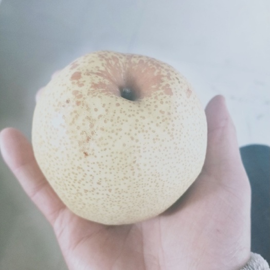 砀山县砀山酥梨量大质优