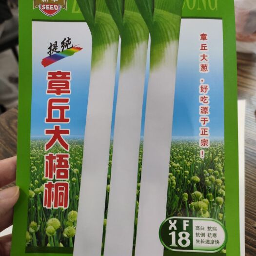 济南章丘大葱种子 章丘大梧桐，感恩回馈大促销