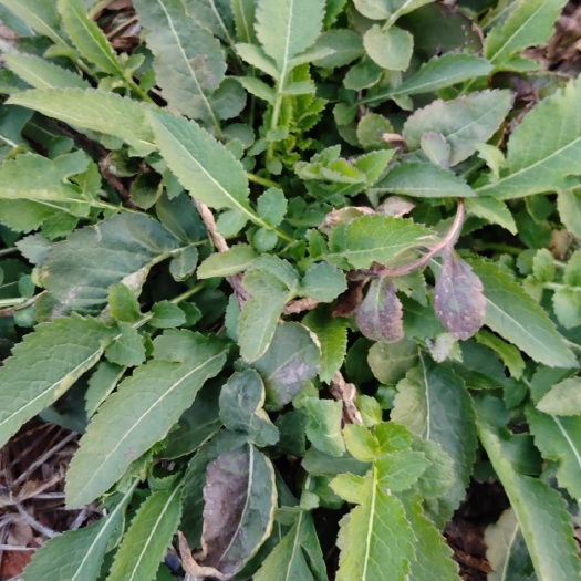石林县 川续断（和尚头）大量草药出售