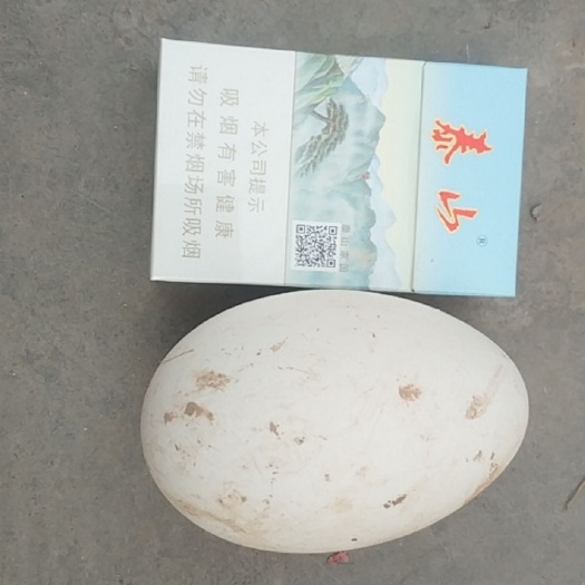 嘉祥县种鹅蛋 孵化 箱装