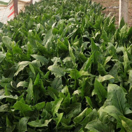新泰市 大量菠菜上市