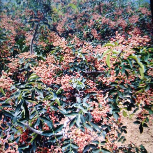 济南红花椒  山东花椒