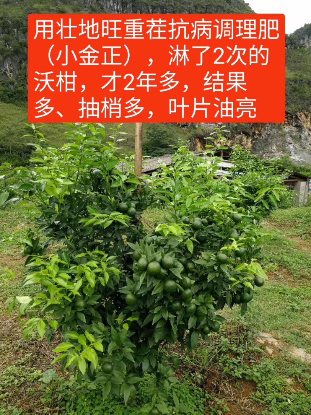  重茬抗病肥，腐植酸  中微量元素