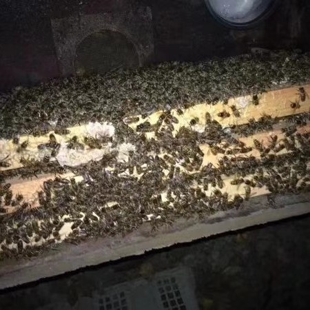 安溪县中华蜜蜂 本人从事中蜂繁殖19年，阿坝王，中蜂子脾饱满，蜂量充足