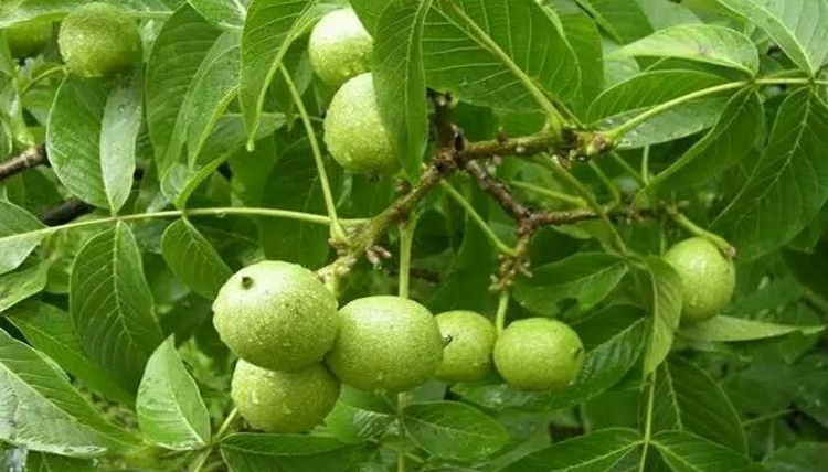 平邑县 核桃苗8518嫁接当年结果薄皮地新品种大树南北方种植果树苗