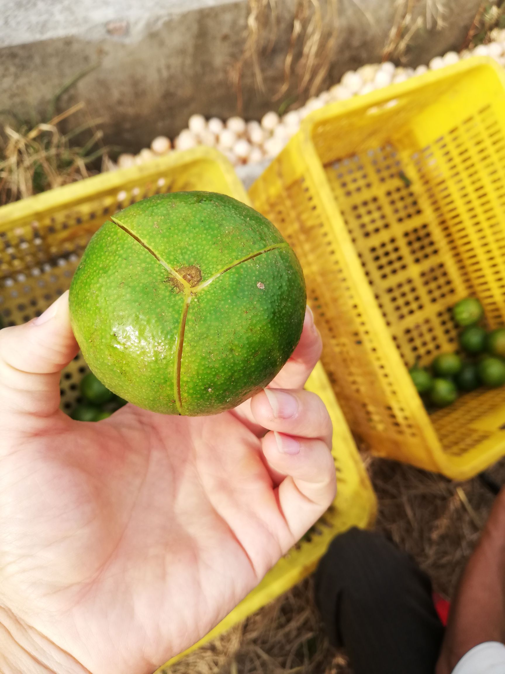 新会 三年陈陈皮青皮