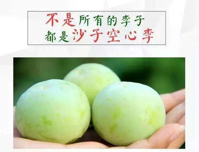 沿河县沙子空心李苗 贵州特产沿河沙子空心李苗嫁接空心李苗