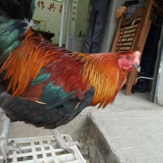 浏阳市黑瑶鸡苗 快大型肉鸡-黑瑶-快大型公鸡