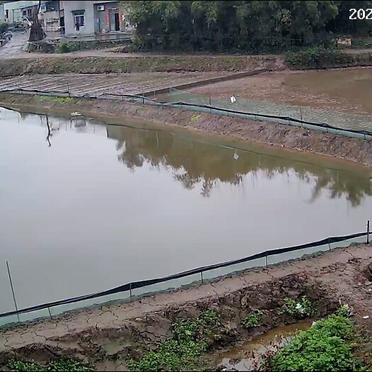 隆昌市 小龙虾青虾