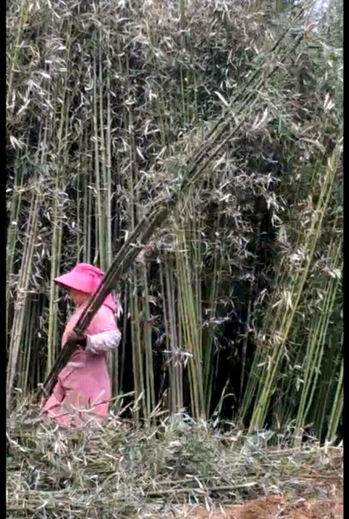  乡村小竹子还有小竹笋尾部1公分以上统货