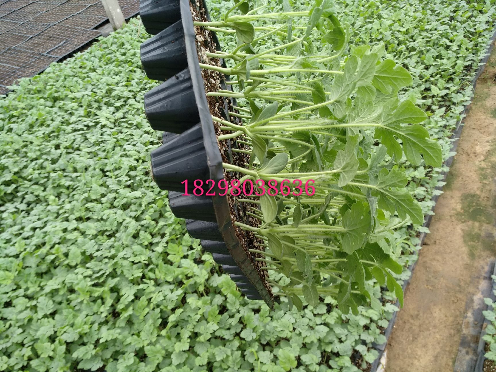早佳8424西瓜苗  8424西瓜苗
