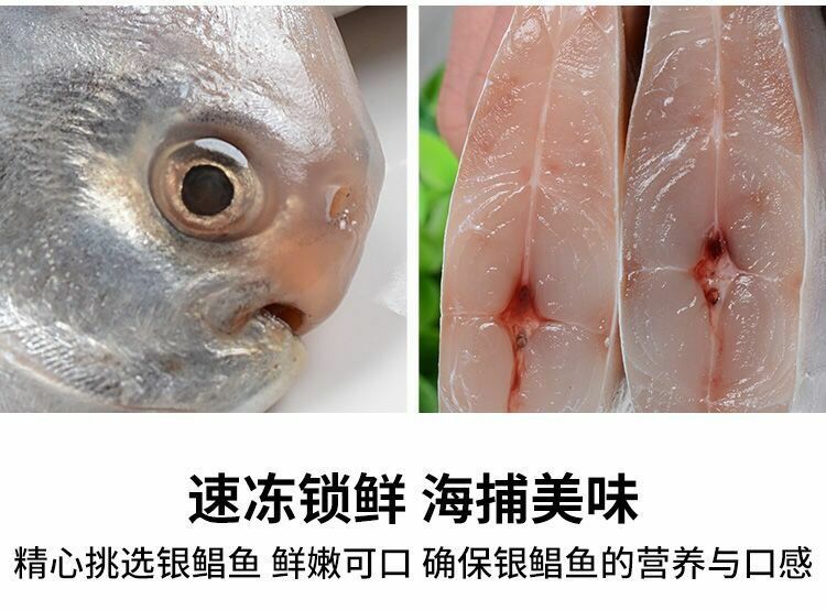 【超市品质】青岛白鲳鱼非养殖新鲜冷冻整箱批发海鲜水产包邮