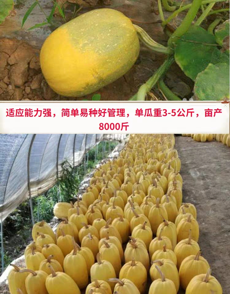 金丝搅瓜种子 金丝绞瓜种子搅瓜种子四季蔬菜种子观赏果蔬天然